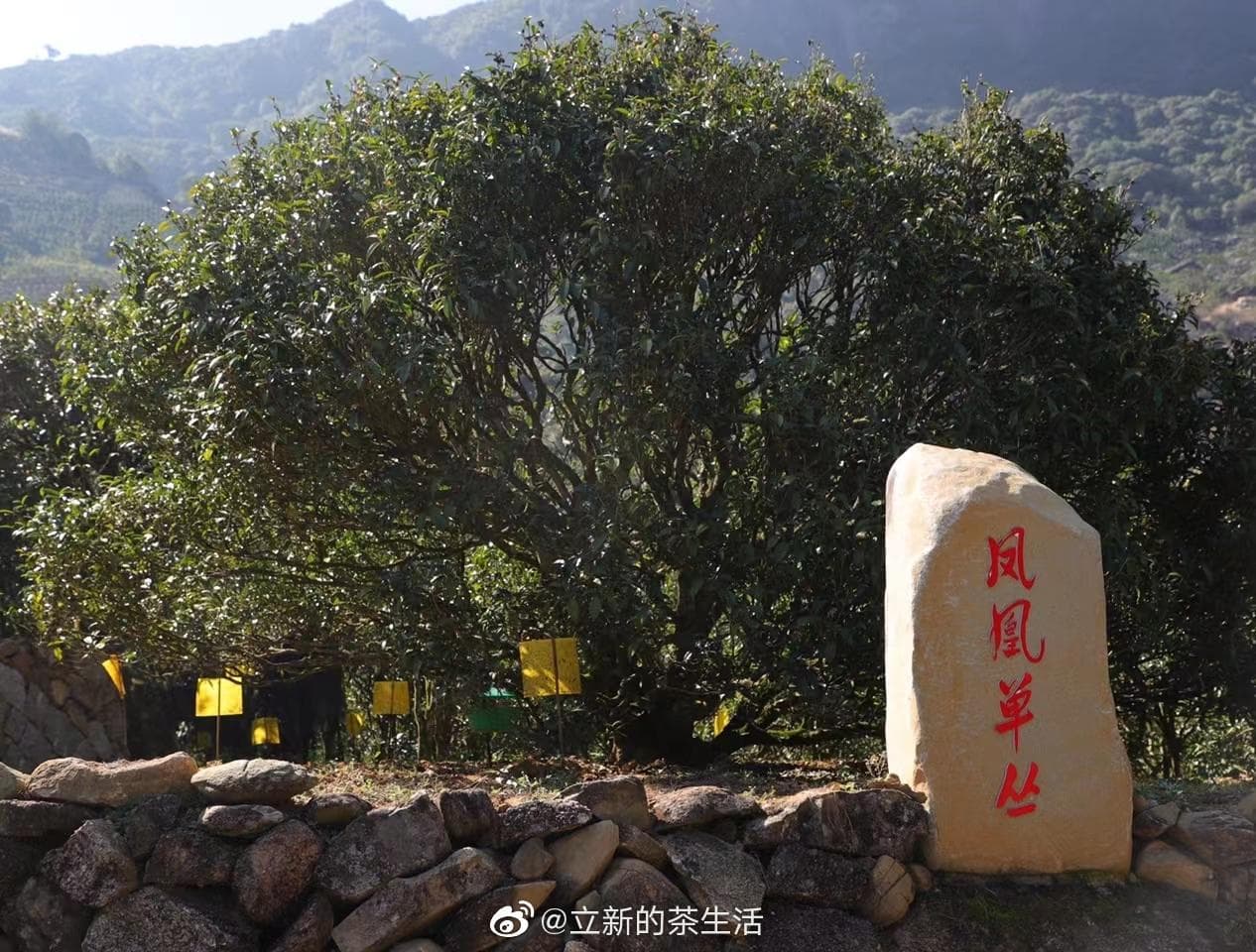 Phoenix Dancong ancient tea tree