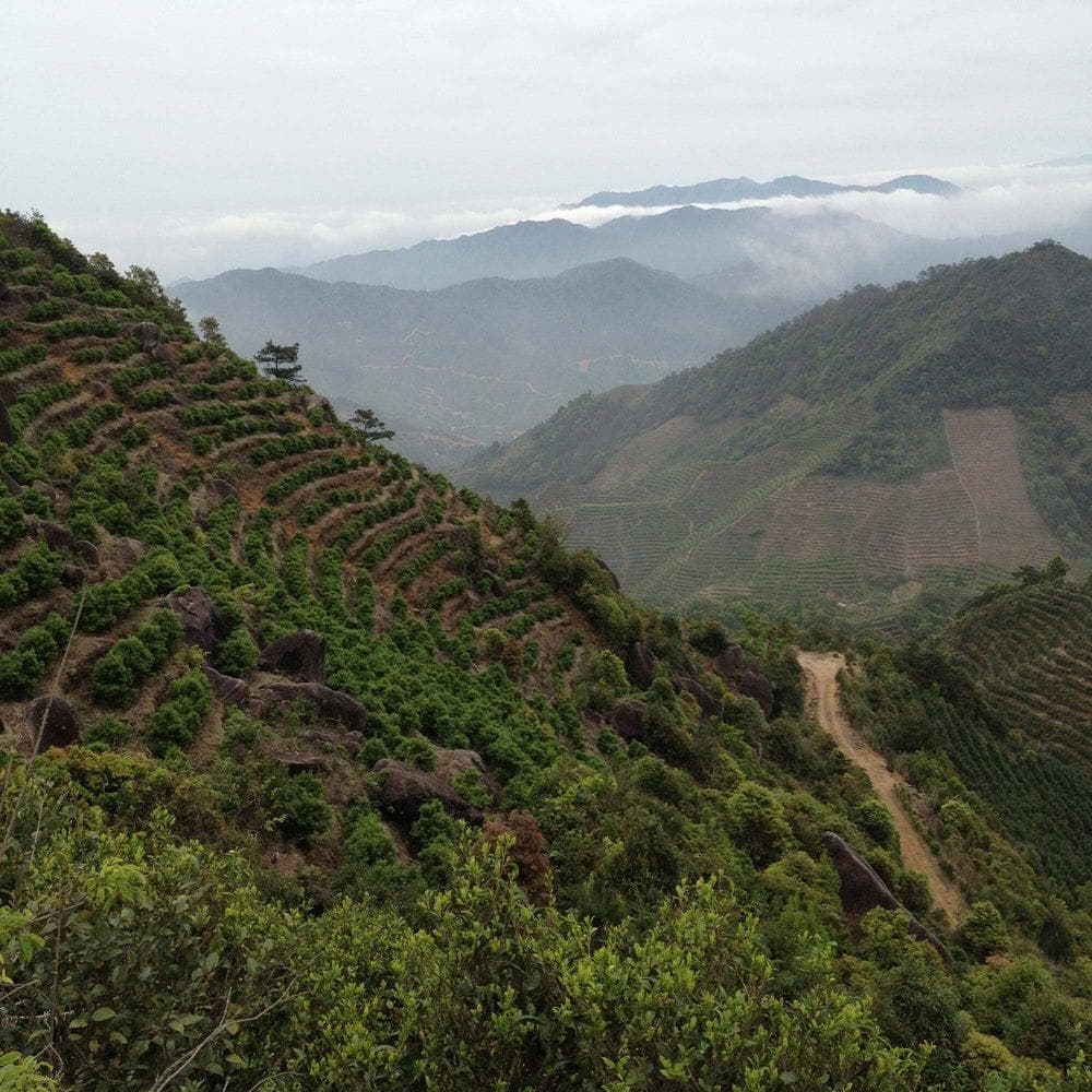 Misty mountain atmosphere for Phoenix Dancong