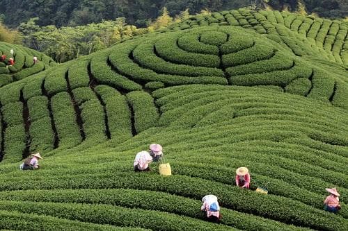 Tea terraces and tea pickers